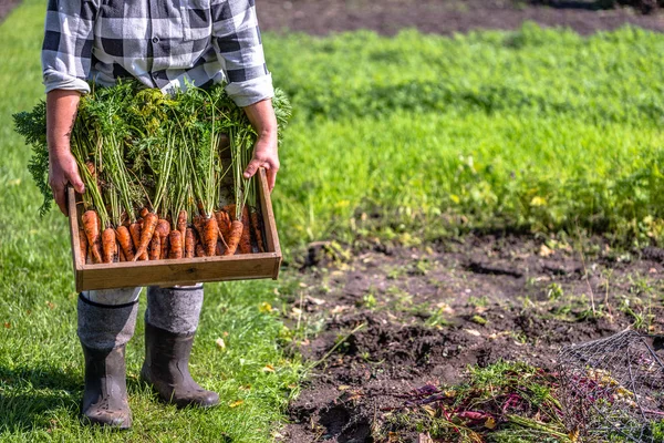 Local Farmer holding a box of vegetables freshly harvested carrots from the garden, organic food concept — Stock Photo, Image