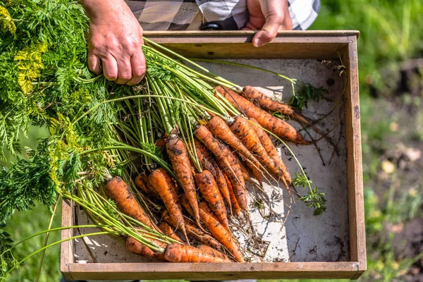 Фермер, який збирає моркву, фермерські свіжі продукти місцевого сільського господарства, органічні овочі, що щойно зібрані з саду — стокове фото