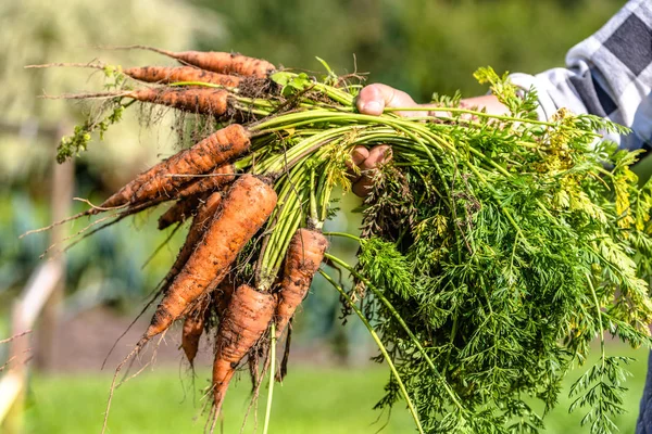 Местный фермер держит в руках морковку. Концепция био-овощного сада со свежей собранной продукцией, органические продукты питания — стоковое фото