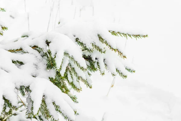 Bianco sfondo di Natale, abeti nella neve, scena invernale — Foto Stock