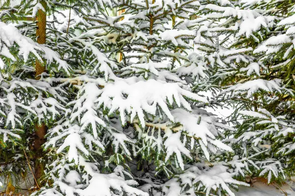 Árboles blancos de Navidad en la nieve, ramas de abeto con pelusa nevada, fondo de invierno — Foto de Stock