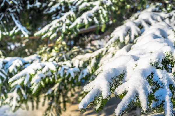 Alberi di Natale bianchi nella neve, rami di abete con lanugine innevate, sfondo invernale — Foto Stock