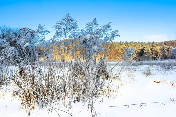 Erba alta nella neve, gelo nel paesaggio invernale e cielo blu — Foto Stock