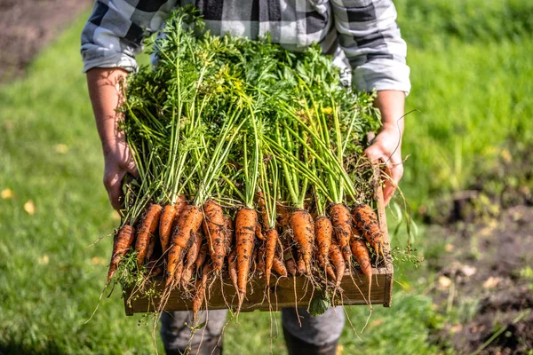 Agricultor local sosteniendo una caja de verduras recién cosechadas del jardín, comida orgánica y un concepto de estilo de vida saludable — Foto de Stock