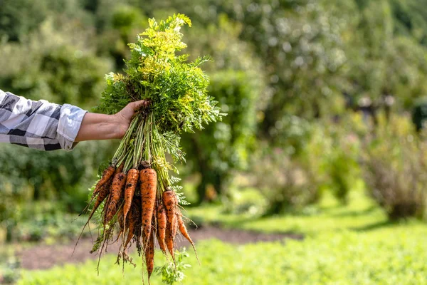 Helyi gazdálkodó kezében egy sárgarépa csomó. Bio növényi kert friss betakarított alapanyagokból, egészséges bioélelmiszer fogalmának — Stock Fotó