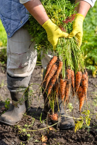 Местный фермер держит в руках свежесобранную морковь. Органический овощной сад со свежими продуктами для здорового питания — стоковое фото