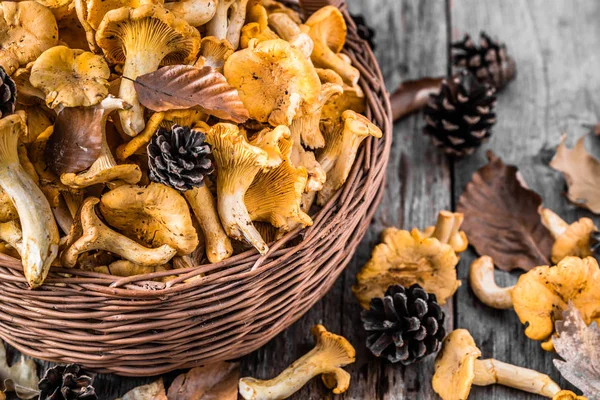 Ahşap masa üzerinde bir sepet içinde taze chanterelles mantar