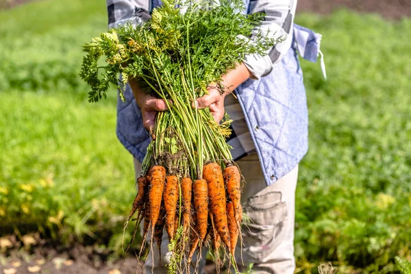 Фермер держит свежую морковь из огорода, овощи из местного сельского хозяйства, органические продукты, собранные осенью — стоковое фото
