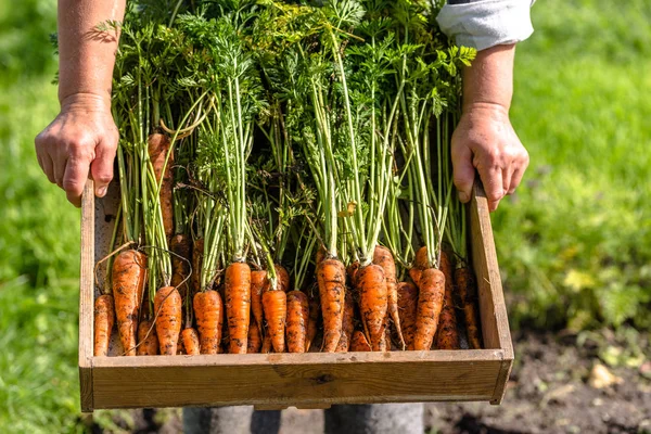 Местный фермер держит коробку с овощами свежесобранной морковью из сада, концепция органических продуктов питания — стоковое фото