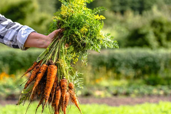 Фермер, який тримає моркву з ґрунту, виробляє з місцевого сільського господарства, органічні овочі свіжі, зібрані з саду — стокове фото