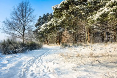 Doğal kış manzara orman ve mavi gökyüzü, yolda kar ile beyaz Noel kavramı