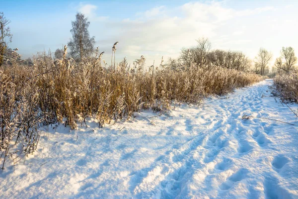 风景秀丽的冬天风景与雪在公园的路径和蓝天, 白色圣诞节概念 — 图库照片