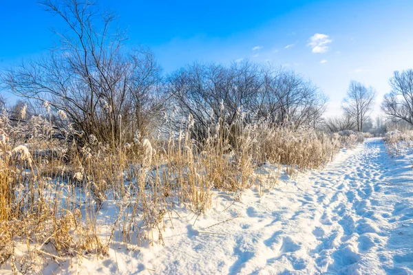 Paesaggio invernale panoramico con neve sul sentiero nel parco e cielo blu, concetto bianco di Natale — Foto Stock