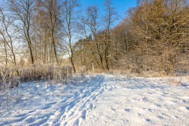 Kış manzara orman yolundan kar ile