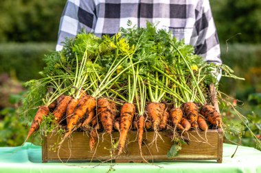 Çiftçi hasat sebze, organik gıda ve sağlıklı yaşam konsepti ile