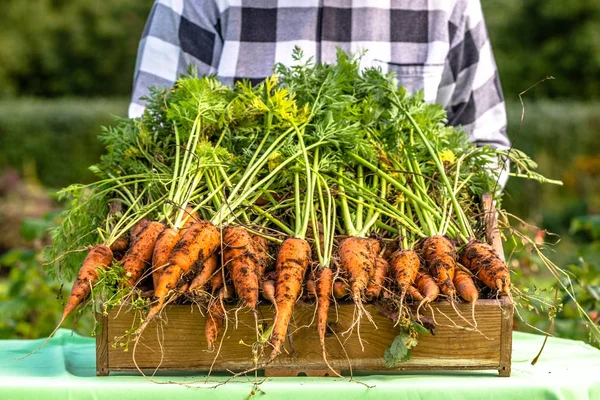 Çiftçi hasat sebze, organik gıda ve sağlıklı yaşam konsepti ile