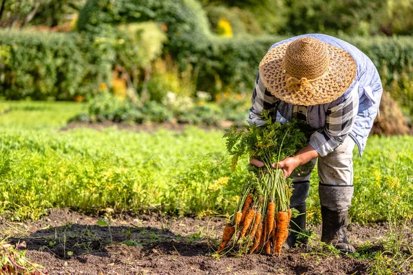 Agriculteur avec des légumes récoltés, des aliments biologiques et une vie saine — Photo