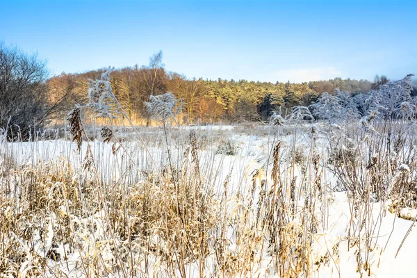 Erba nella neve sul campo, paesaggio invernale con bel tempo e cielo blu — Foto Stock