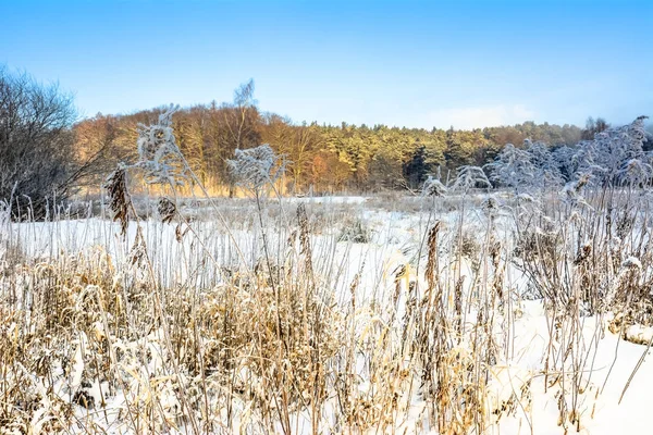 Alan, kış manzara güzel hava ve mavi gökyüzü ile karda çimen