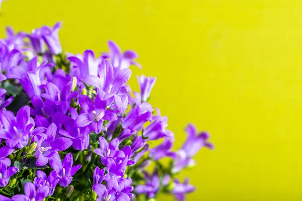 Ανοιξιάτικα λουλούδια στο φωτεινό φόντο, μωβ μπουκέτο campanula — Φωτογραφία Αρχείου