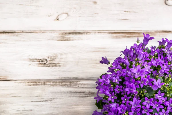 Frühling Blumen Hintergrund mit Kopierraum. — Stockfoto