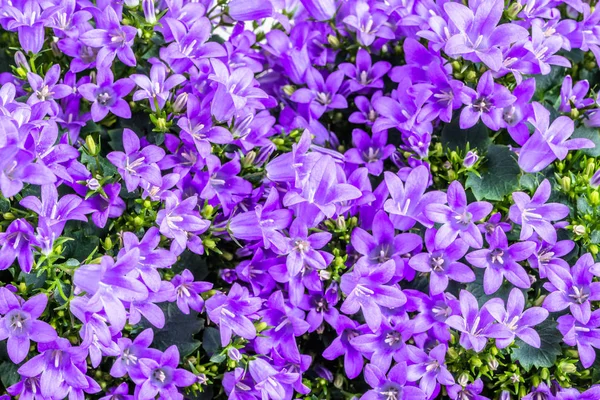 Lente bloemen achtergrond, paarse campanula bloeien — Stockfoto