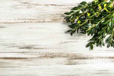 Ahşap arka plan Paskalya sembolü olarak Paskalya Şimşir.