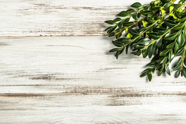 Ahşap arka plan Paskalya sembolü olarak Paskalya Şimşir.