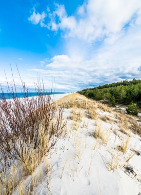 Deniz plaj manzara ve mavi gökyüzü. Kumul çim ve çam ormanı ile