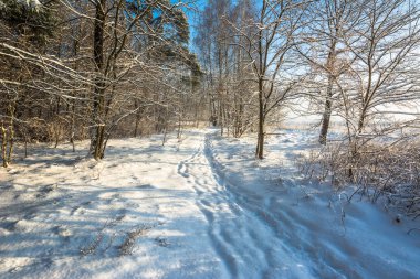 Kış manzara orman yolundan kar ile