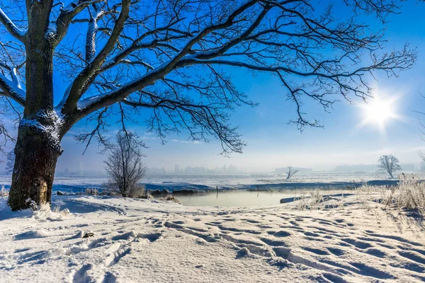 Winter scenery of nature with tree on field with snow over river and sun shining on the sky in the morning in good weather — Stock Photo, Image