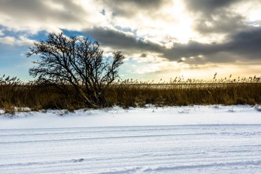 Moody kış manzarası göl üzerinde yalnız ağaç ile siluet