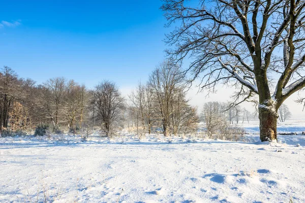 Landskapet i Vinterparken i snö och blå himmel — Stockfoto