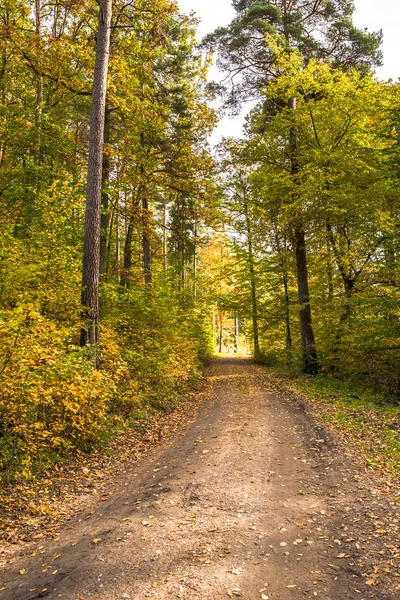 Path in the forest in autumn, scenic landscape with colorful trees in fall scenery of nature Royalty Free Stock Photos