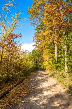 Sonbahar, peyzaj ağaçları altın yaprağı ile ormanda yolda