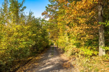 Ormanda, Sonbahar, manzara doğada kırsal yol