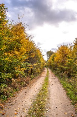 Doğal manzara ile sarı portakal ağaçlarının ormanı sonbaharda kırsal road, yaprak