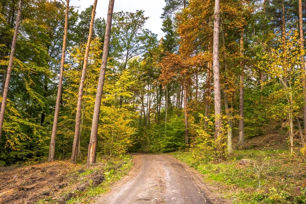 Az őszi erdő Road, festői tájon, hogy színes fák esik táj, a természet — Stock Fotó