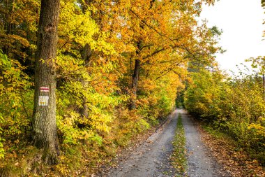 Lehçe sonbahar, doğal peyzaj sonbaharın altın renkli ağaçlar arasında yol ile ormanda