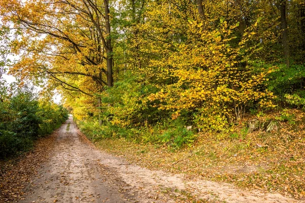 Кольори осінньої природи в лісі, пейзаж мальовничого шляху між барвистими пейзажами осіннього листя на деревах — стокове фото
