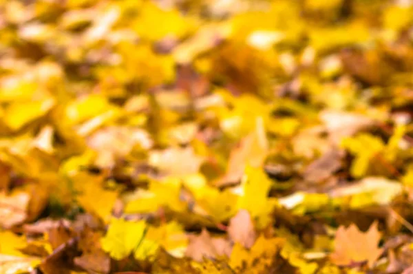 Jesienne liście tła, opadłych liści na ziemi, o — Zdjęcie stockowe