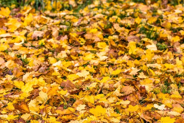 Hojas caídas, fondo otoño en amarillo — Foto de Stock