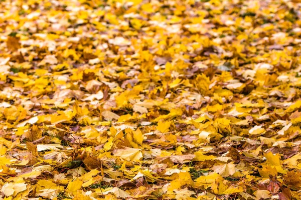 Fondo Natural Las Hojas Otoño Parque — Foto de Stock