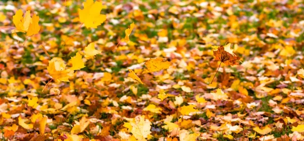 Blurred background of autumn leaves falling on grass