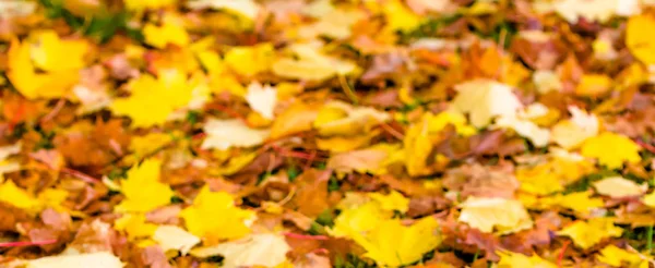 Rozmyte tło jesieni pozostawia w kolorze żółtym — Zdjęcie stockowe