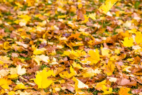 Расплывчатый осенний фон, размытые листья падают в парке — стоковое фото