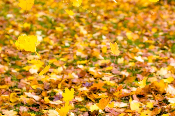 Niewyraźne tło jesiennych liści spadających w parku — Zdjęcie stockowe