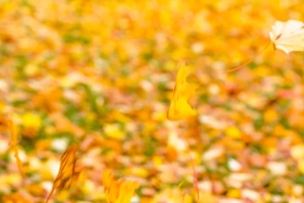 Verschwommen hellen Herbst Hintergrund der Blätter fallen in Park — Stockfoto