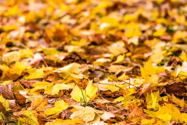 Sfondo autunnale con foglie d'acero di colore giallo — Foto Stock