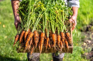 Yerel çiftçi bir kutu taze hasat havuç organik sebze Bahçe, biyo tarım konsepti holding
